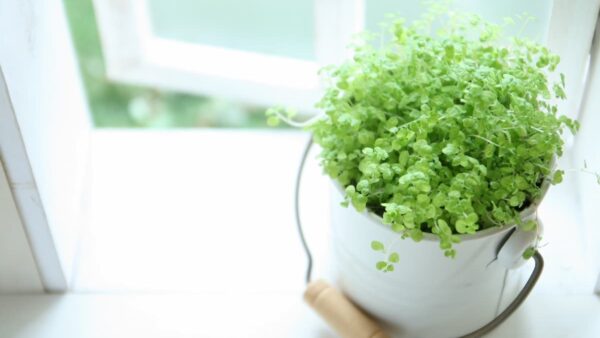 トラブルがあった時、どう対処する？Core＆Ray的対処法